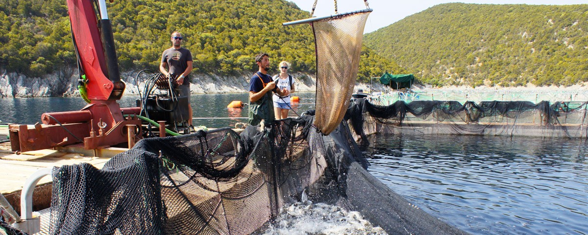 fish-trade-greece